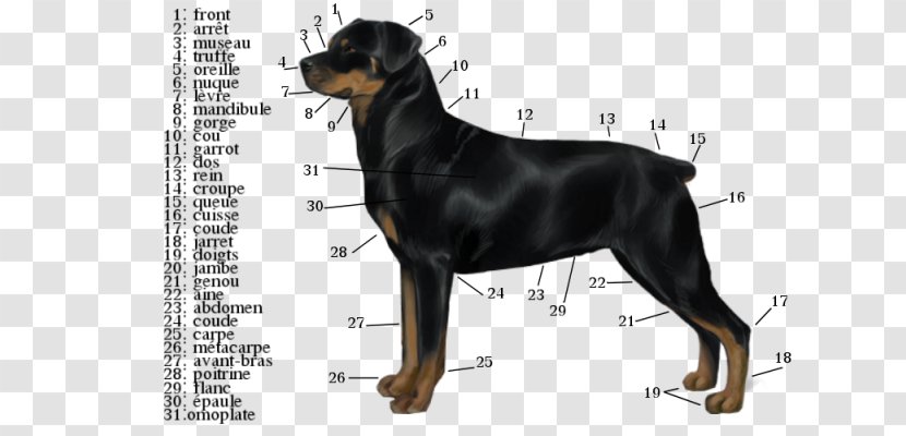 Dobermann German Pinscher Miniature Manchester Terrier Austrian Black And Tan Hound - English Mastiff Transparent PNG