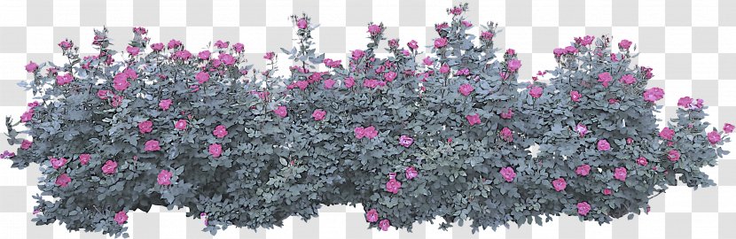 Flower Plant Pink Shrub Tree - Herbaceous Transparent PNG