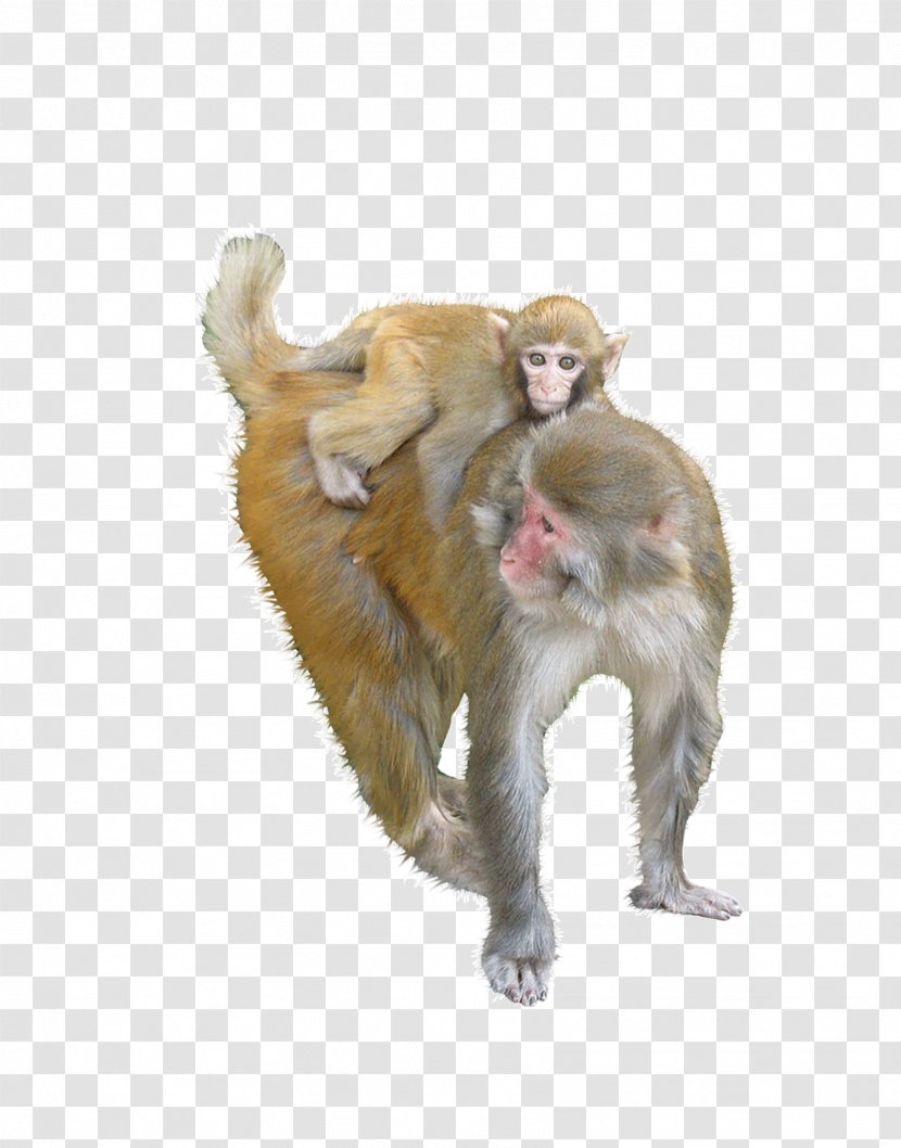 Macaque Ape Monkey - Old World - Pictures Transparent PNG
