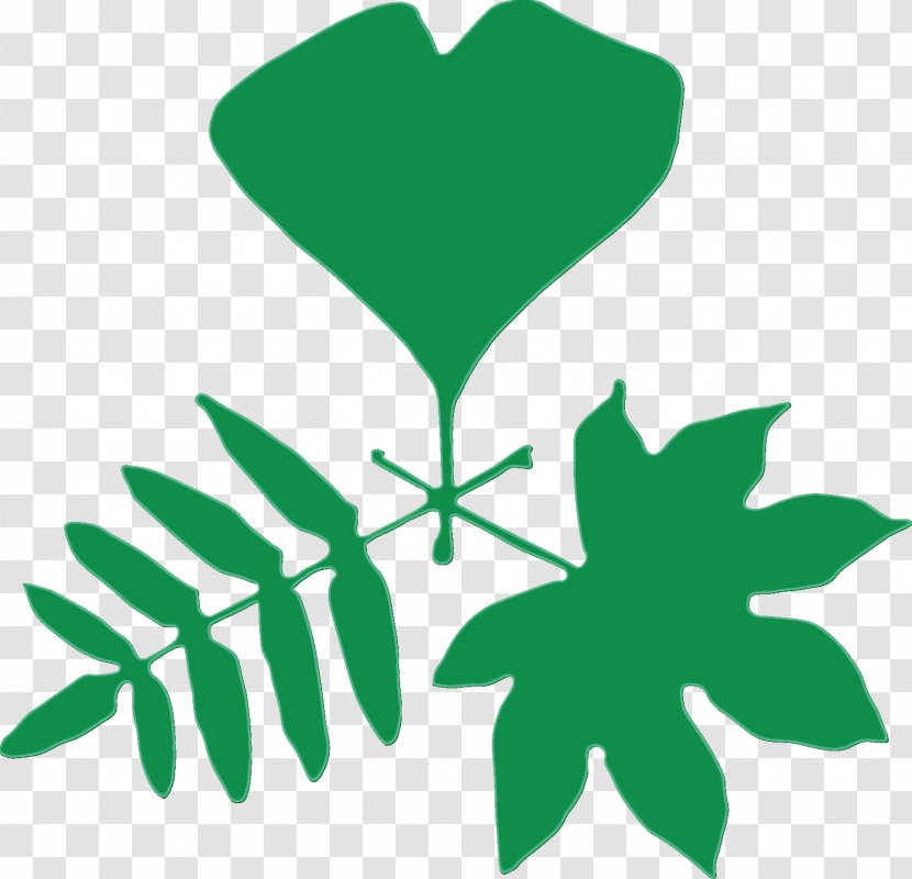 Green Leaf Watercolor - Botany - Symbol Transparent PNG