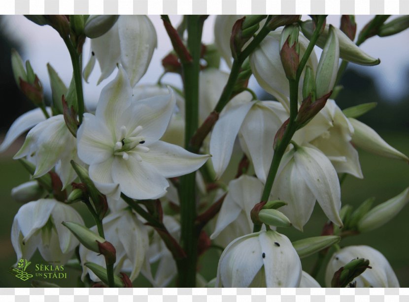 Adam's Needle Plant Shrub Latvia QR Code - Subphylum - Yucca Transparent PNG