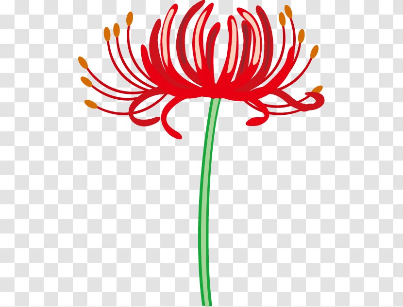 Red Spider Lily Floral Design Flower Clip Art - Royaltyfree - Photography Transparent PNG