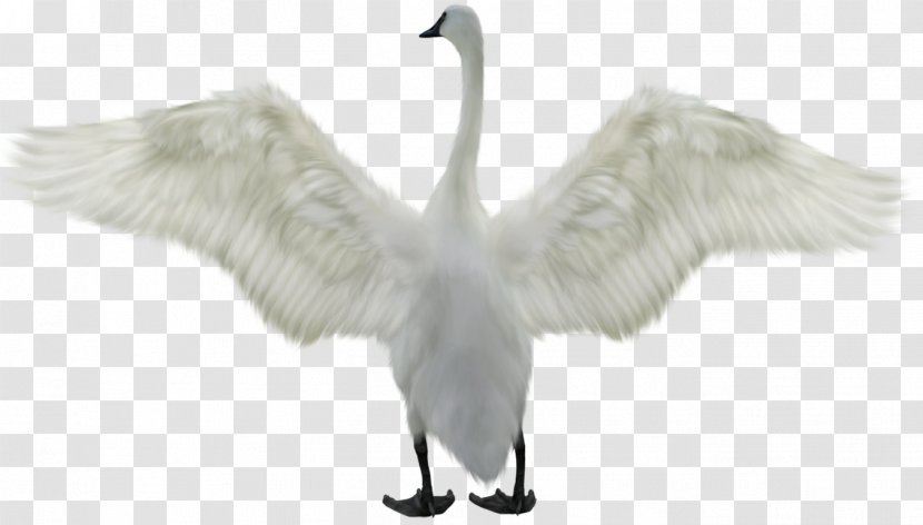 Bird Mute Swan Goose Clip Art - Feather Transparent PNG