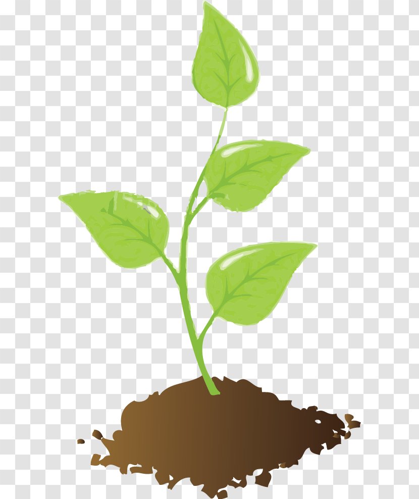 Plant And Soil Seedling Clip Art - Royaltyfree - Young Transparent PNG