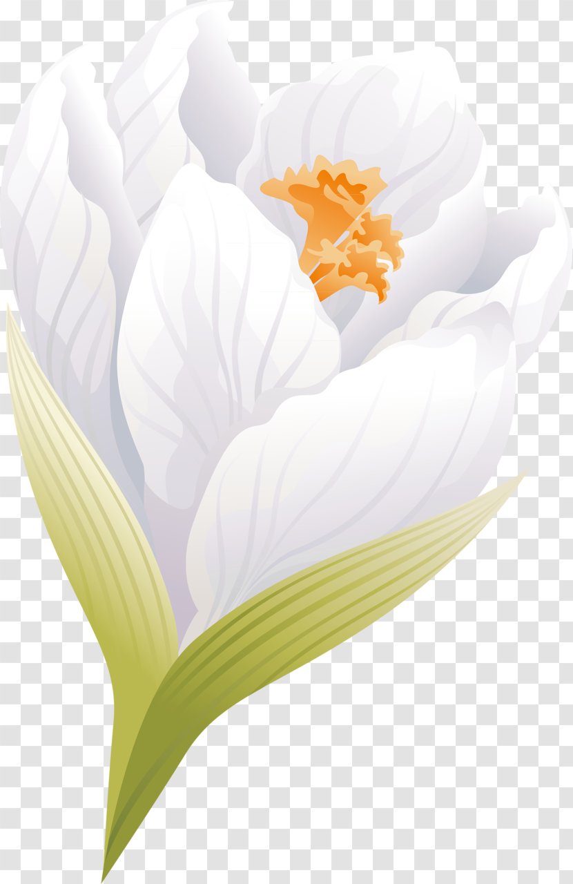 Flowering Plant Petal Desktop Wallpaper - Crocus Transparent PNG