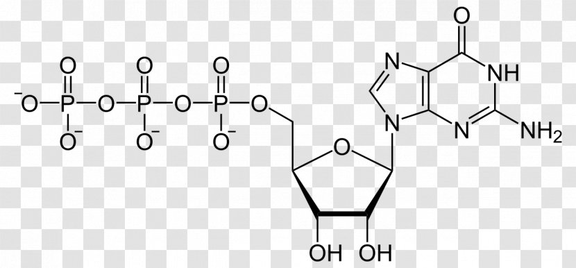 Guanosine Triphosphate Monophosphate Adenosine Uridine Biology - Area - Tripping Transparent PNG
