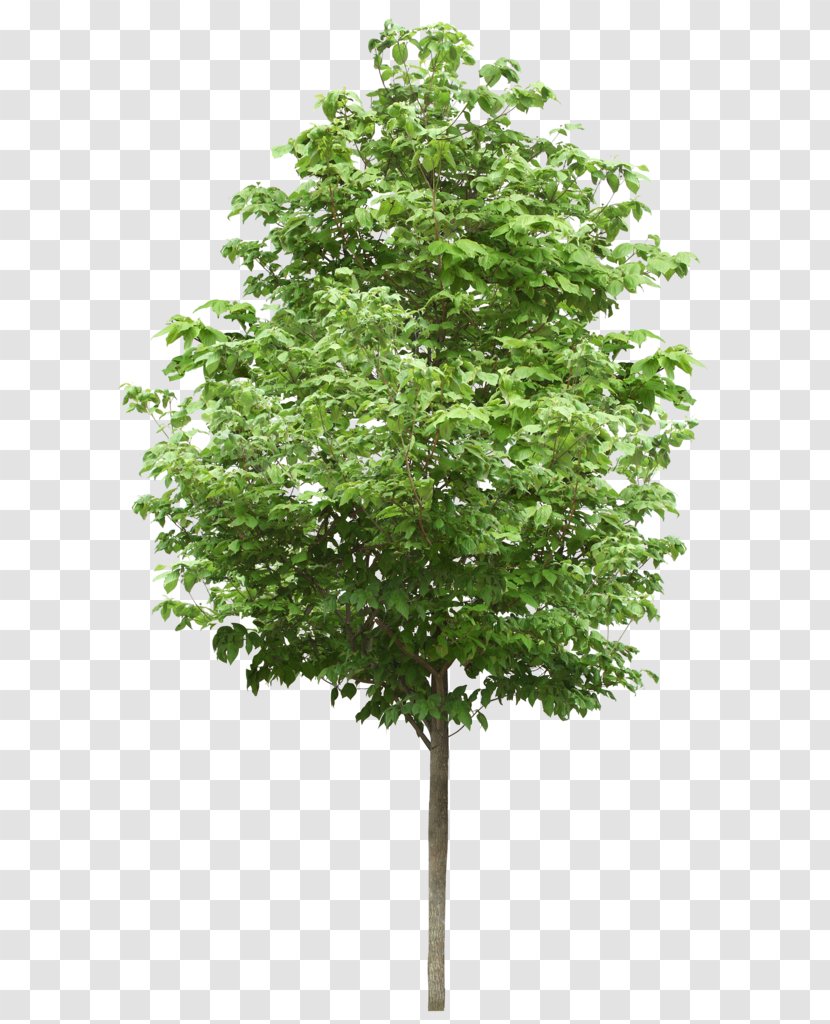 Small Trees Birch Deciduous Stock Photography - American Sycamore - Tree Transparent PNG