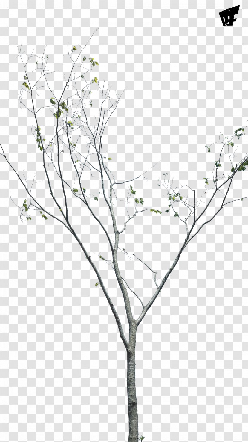 Twig Plant Stem Leaf Flowering - Tree Transparent PNG