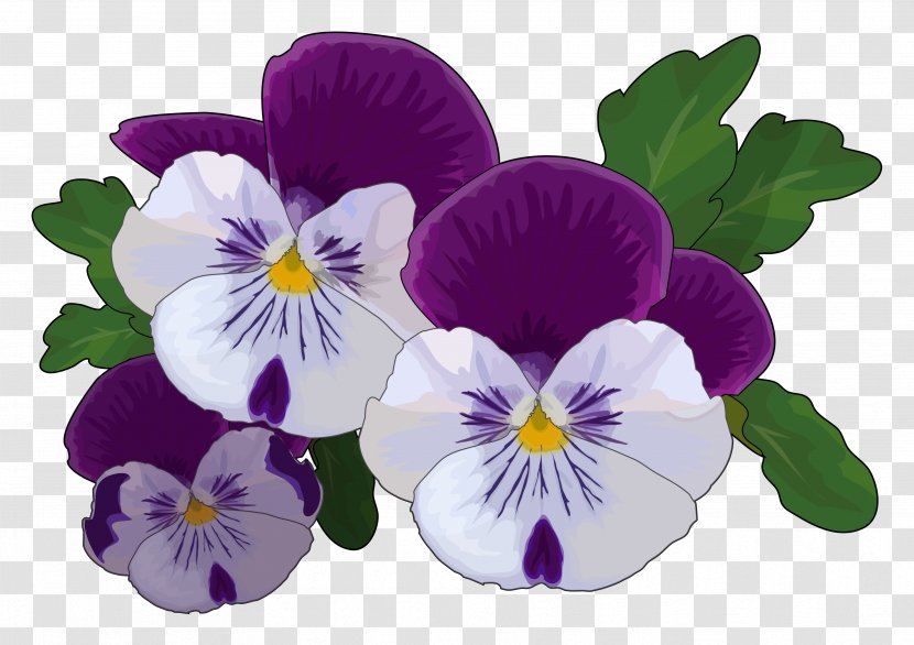 Pansy Drawing Flower Violet Thought - Idea Transparent PNG