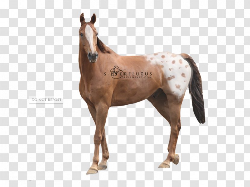 Mare Mustang Foal Halter Stallion - Horse Tack - Chestnut Appaloosa Transparent PNG