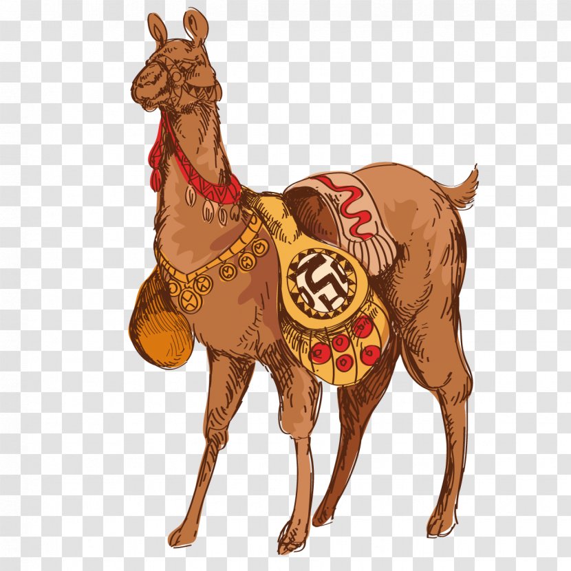 Dromedary Llama Guanaco Drawing - Livestock - Camel Cartoon Transparent PNG