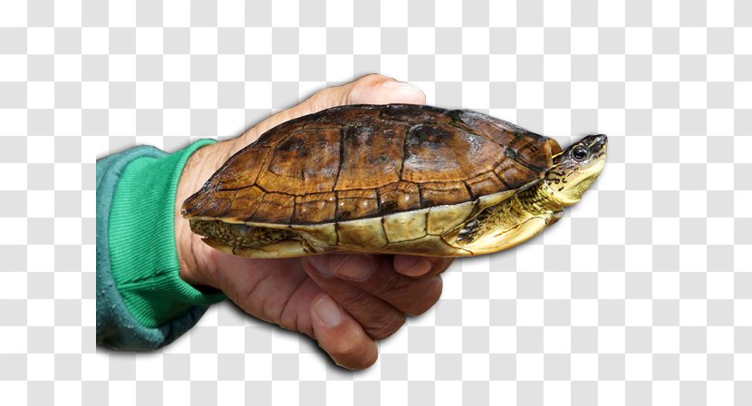 Box Turtles Natural Environment Resource Ecology - Meio Ambiente Transparent PNG