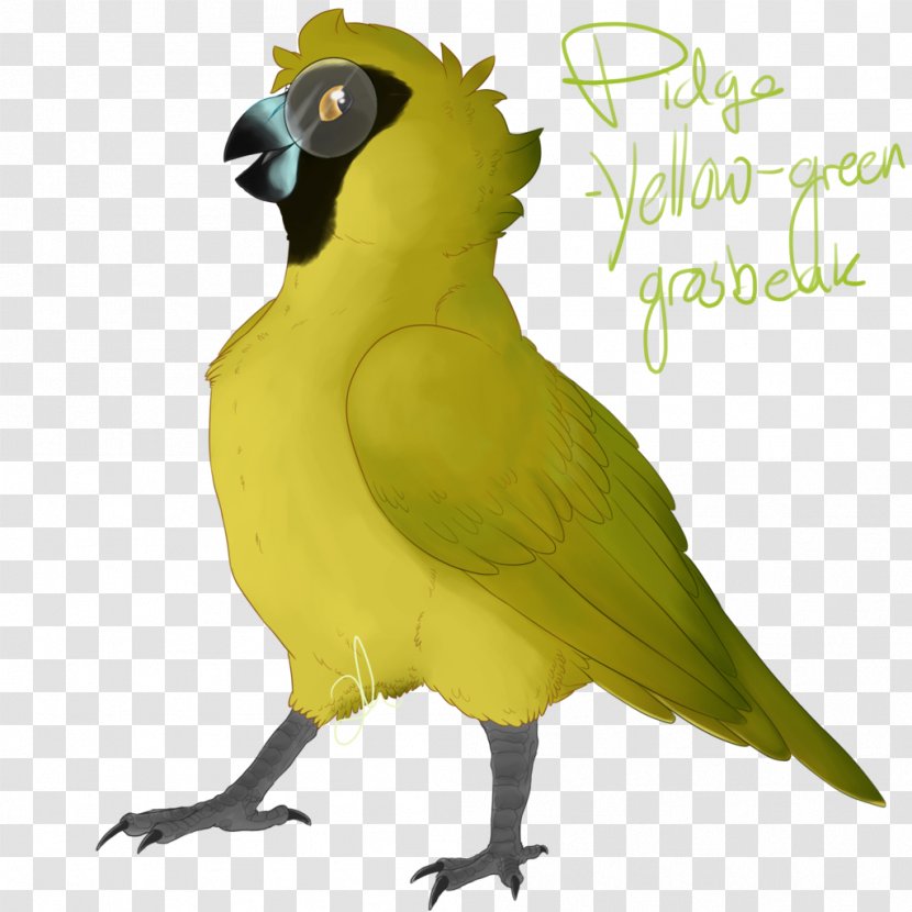 Macaw Parakeet Feather Beak Illustration - Bird - Shady Names Of Yellow Flowers Transparent PNG