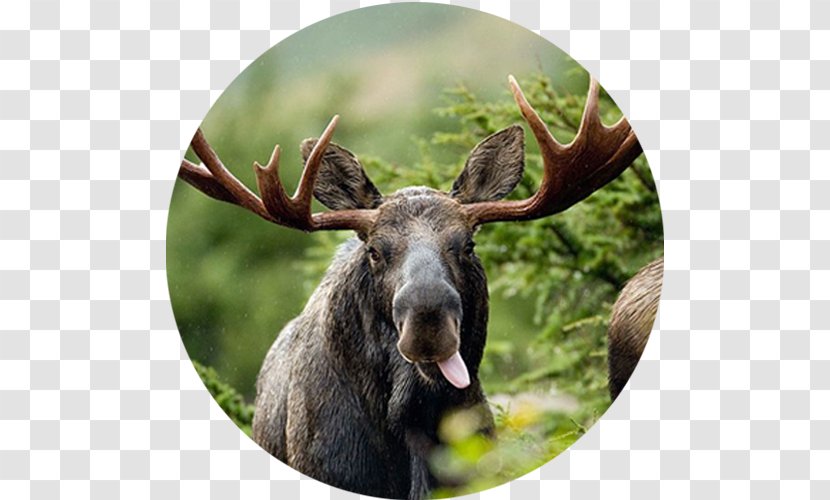 Moose Zazzle Elk Gift Bear - Horn - Animal Transparent PNG
