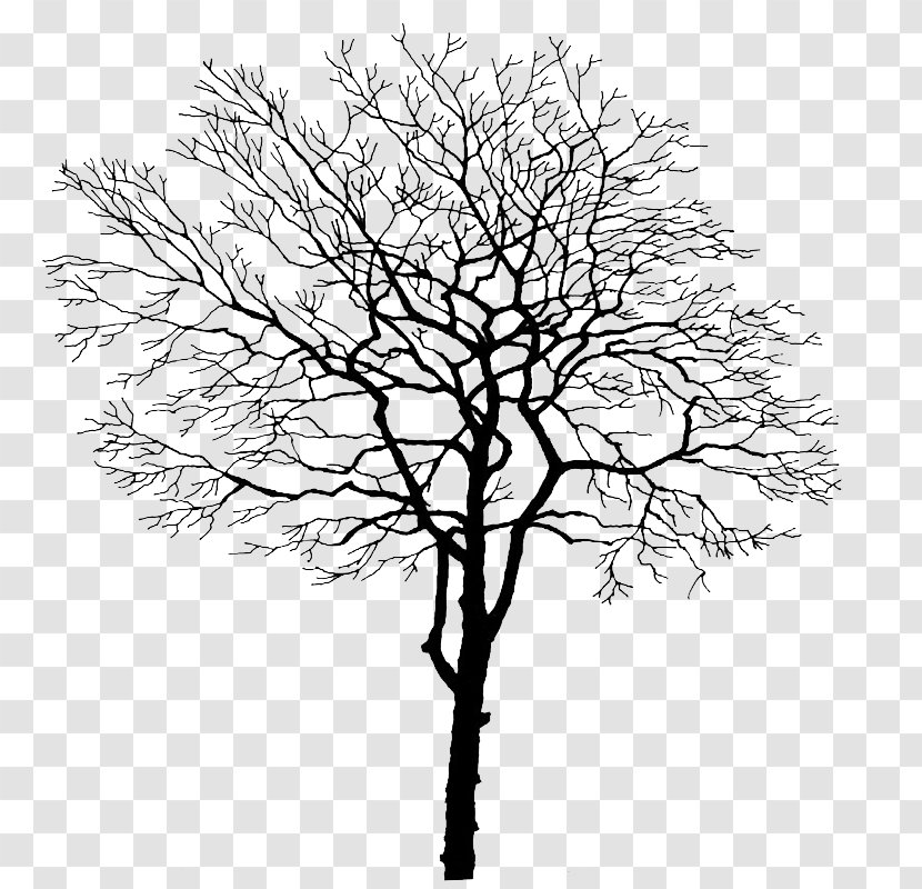 Tree Branch Trunk - Leaf - Branches Transparent PNG
