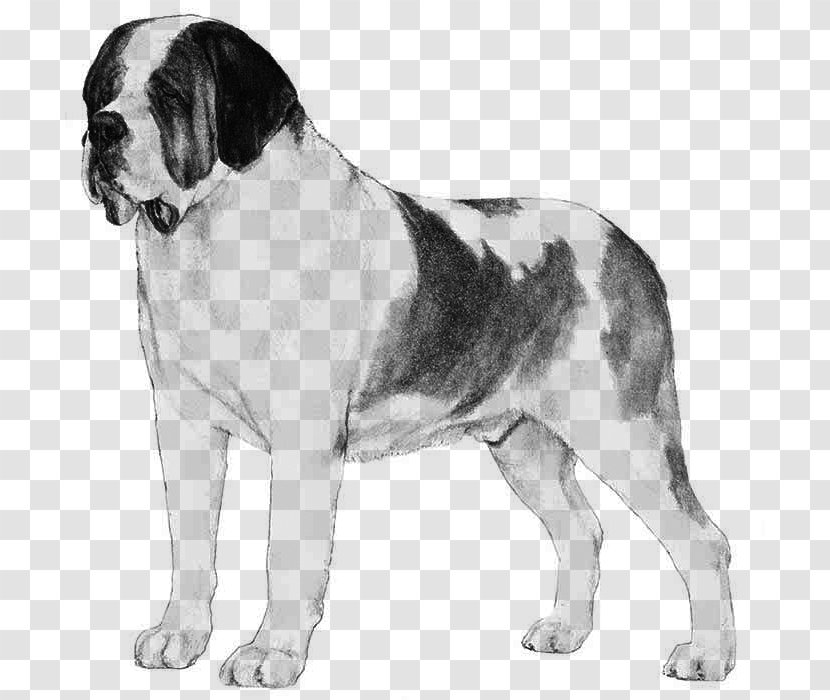 St. Bernard Dobermann Standard Schnauzer Great Dane Giant - Carnivoran Transparent PNG