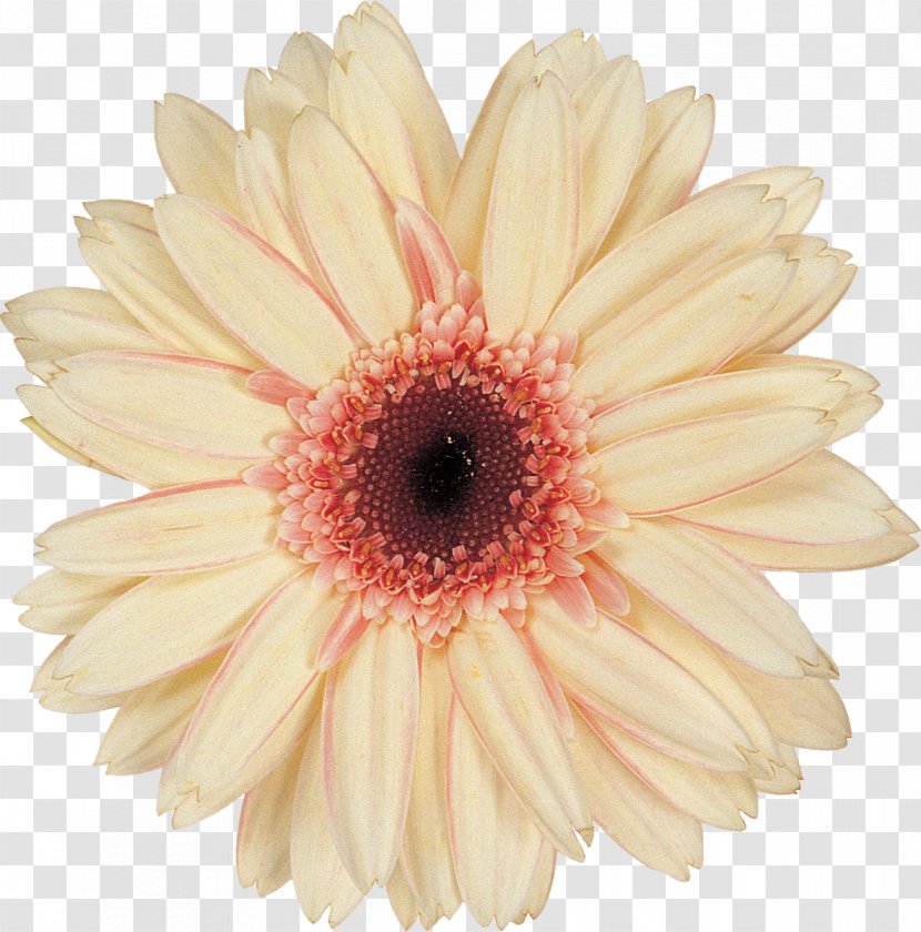 Daisy Family Chrysanthemum Argyranthemum Frutescens Cut Flowers - Gerbera Transparent PNG