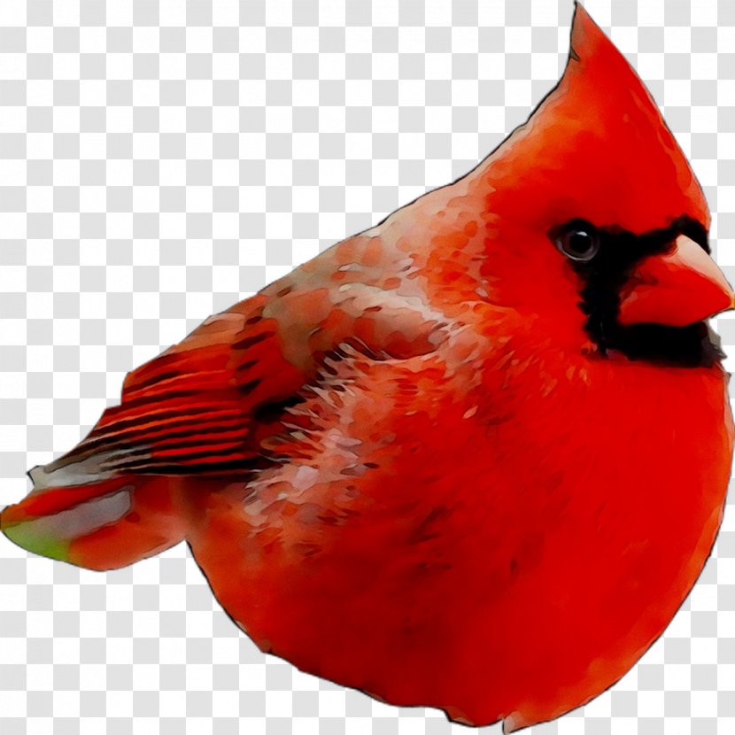 Beak Feather RED.M - Red - Northern Cardinal Transparent PNG