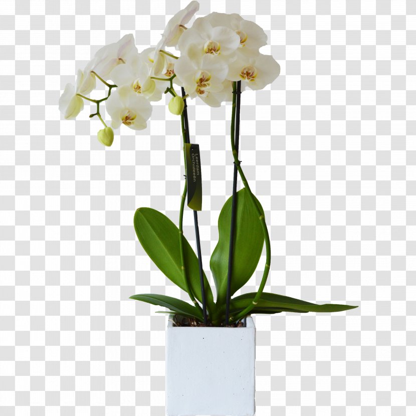 Moth Orchids White Cut Flowers Cattleya - Plant Stem - Flower Transparent PNG