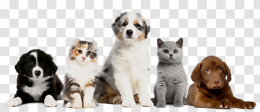 Dog Breed Cat Puppy Kitten Transparent PNG