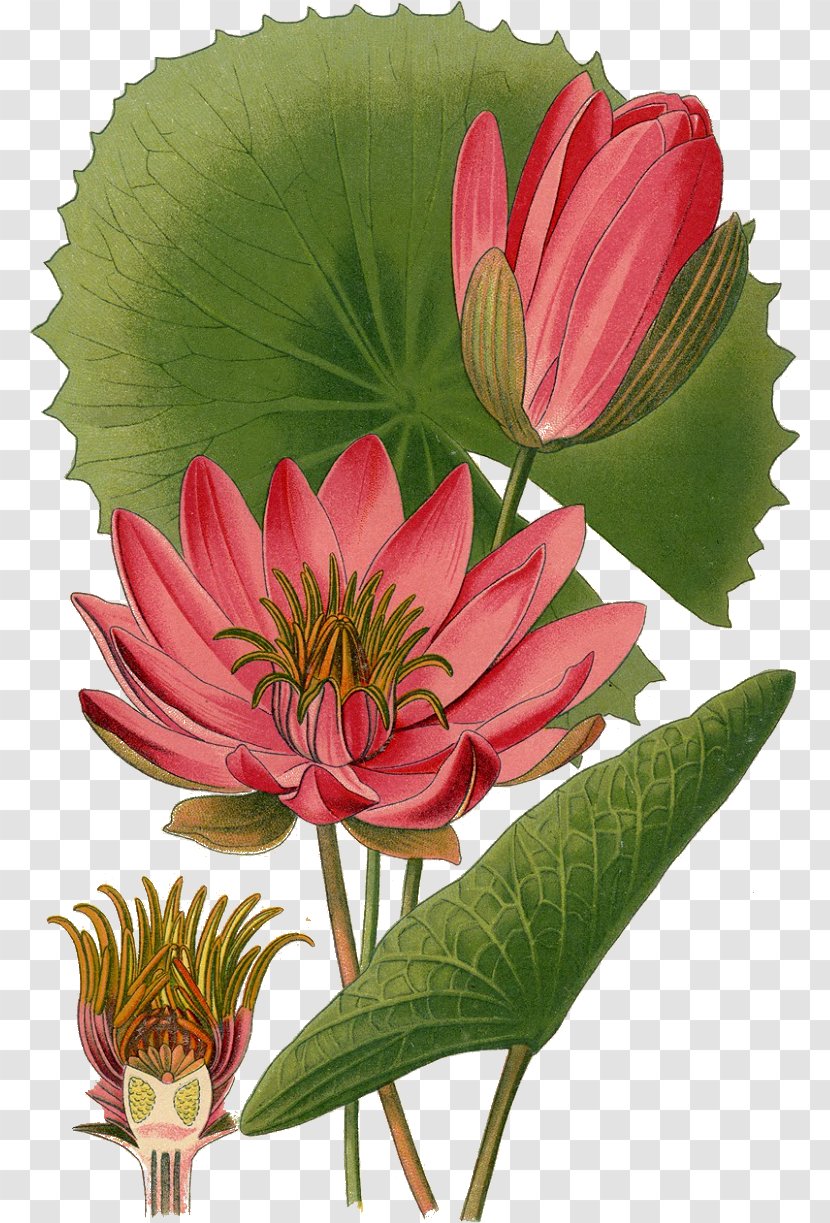 Nymphaea Lotus Egyptian White Water-Lily Botanical Illustration Botany - Nelumbo Nucifera - Flower Transparent PNG