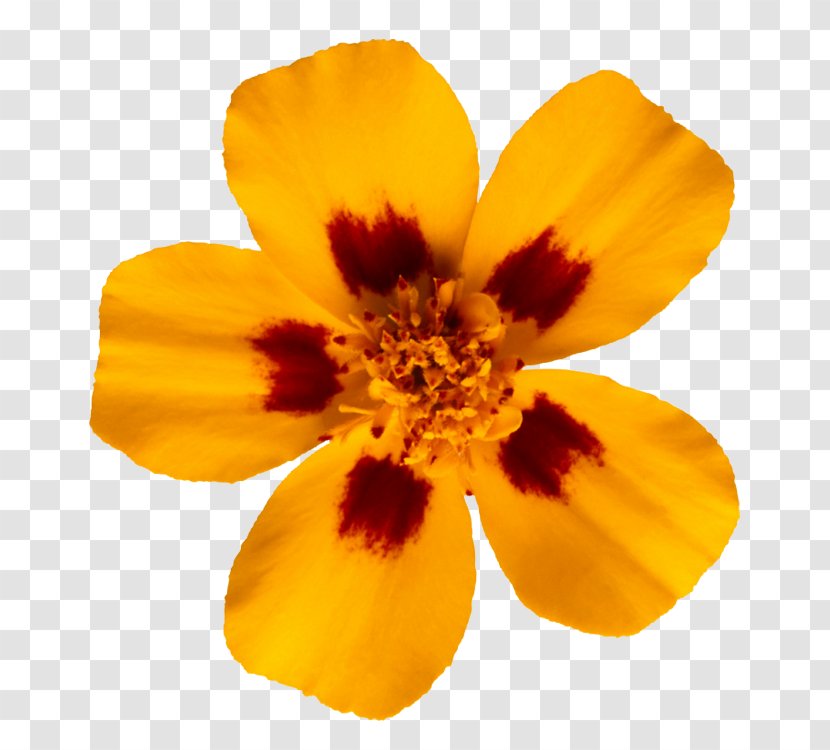Glebionis Segetum Flower Photography - Marigold Transparent PNG