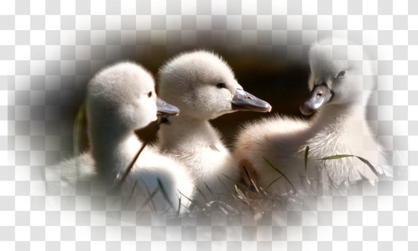 Baby Ducks Mallard Duckling Bird - Animal - Duck Transparent PNG