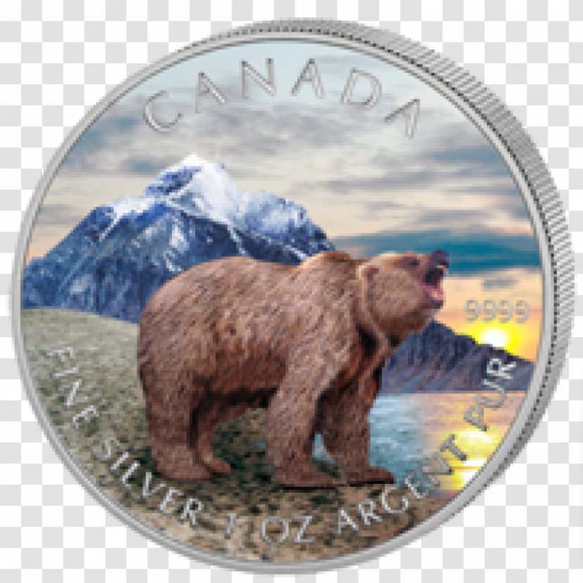 California Grizzly Bear Canada - Wildlife Transparent PNG