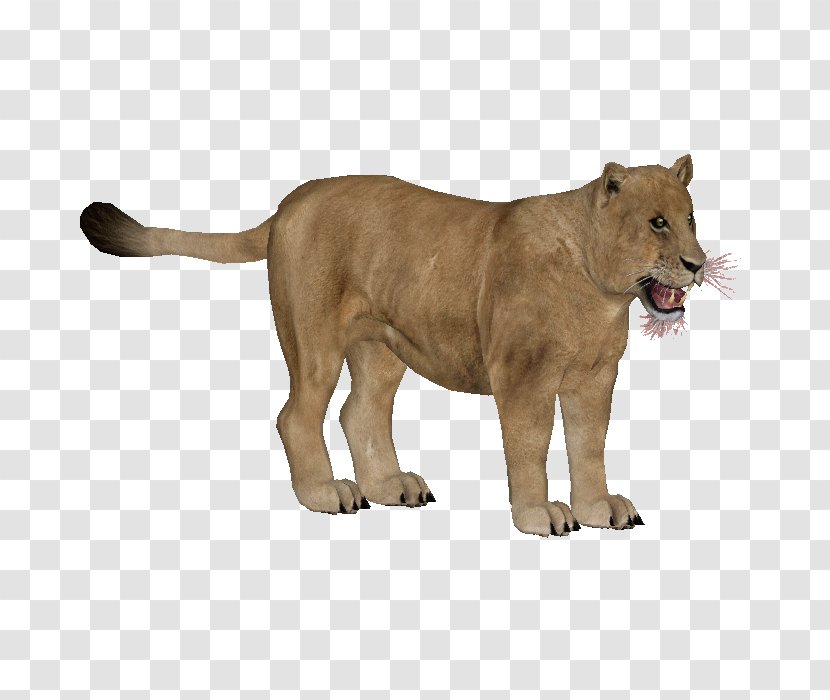 Lion Big Cat Terrestrial Animal Puma Transparent PNG