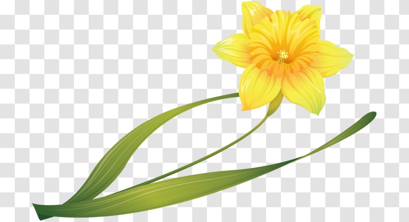 Daffodil Narcissus Cut Flowers Bulb - Yellow - Flower Transparent PNG