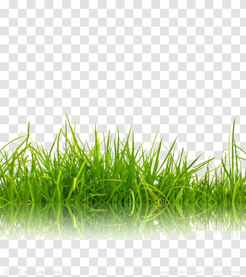 Stock Photography Green Shutterstock - Lawn - Grass Background Image Transparent PNG