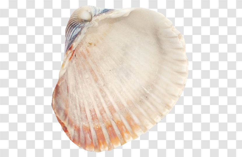 Cockle Seafood Seashell - Veneroida - Seashells Transparent PNG