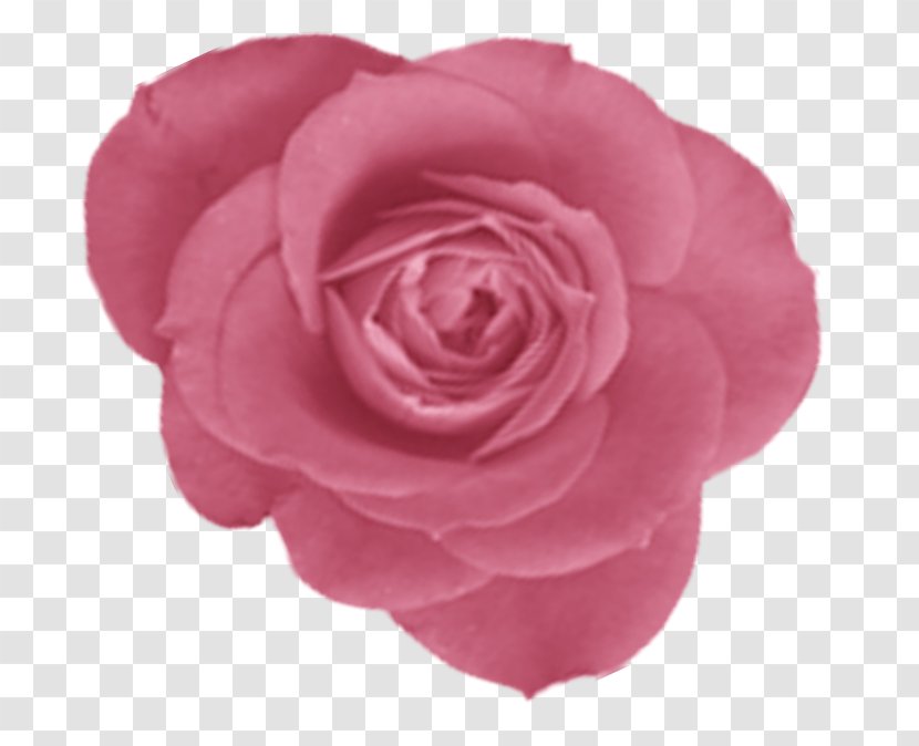 Centifolia Roses Paper Flower Garden - Scrapbook Transparent PNG