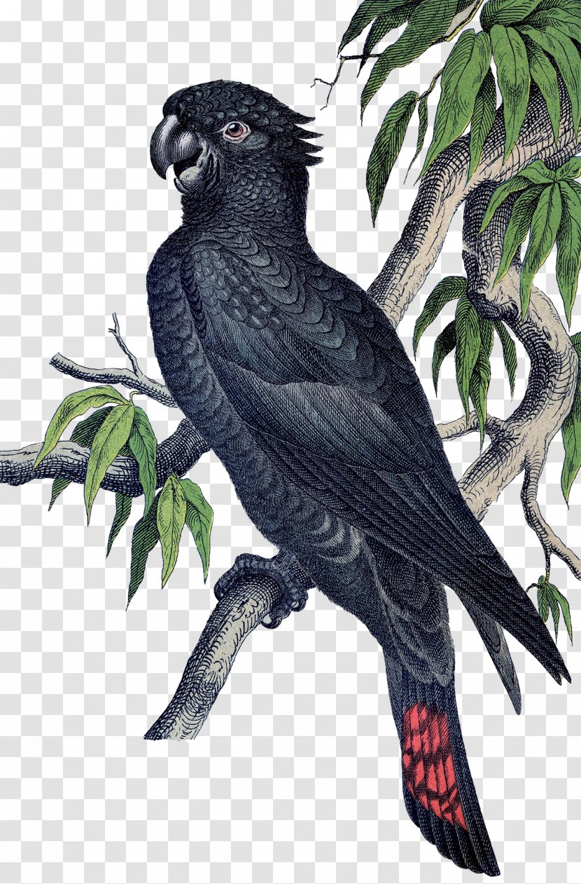 Macaw Parrot Etsy Bird Parakeet - Upcycling - Tropical Birds Transparent PNG