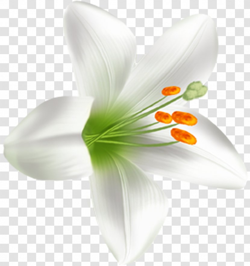 Flowering Plant Lilium Liliaceae - Lily M - Lilly Transparent PNG