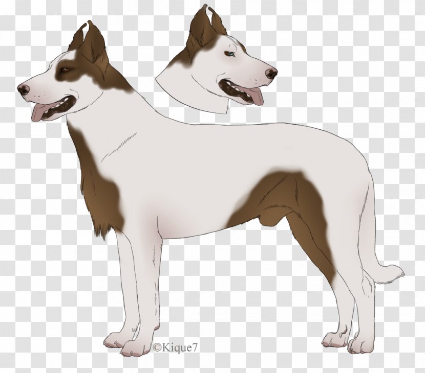Dog Breed Canaan - Group - Ear Transparent PNG