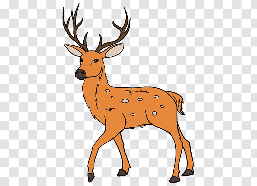 White-tailed Deer Drawing Antler Painting - Snout - Sika Transparent PNG