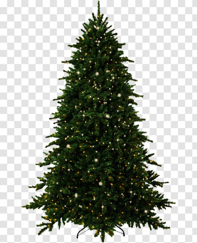Fir Tree Pine Christmas - Conifer Transparent PNG