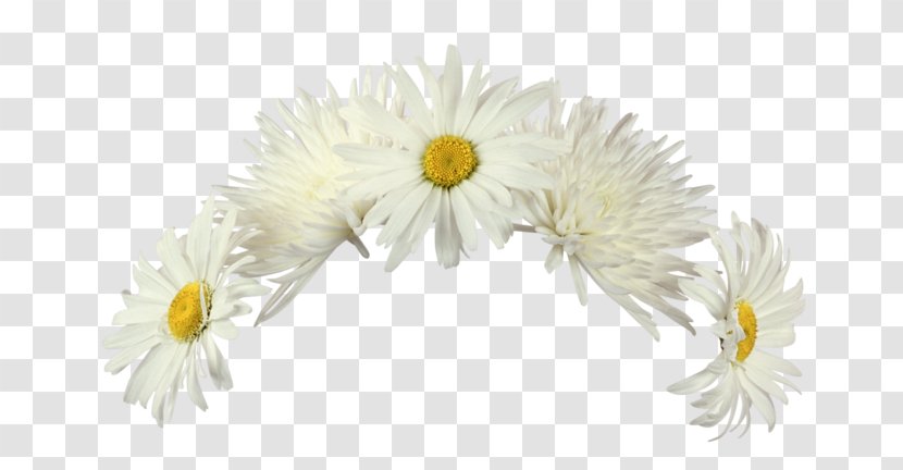 Flower Raster Graphics Editor Clip Art - Flowering Plant - Marguerite Transparent PNG