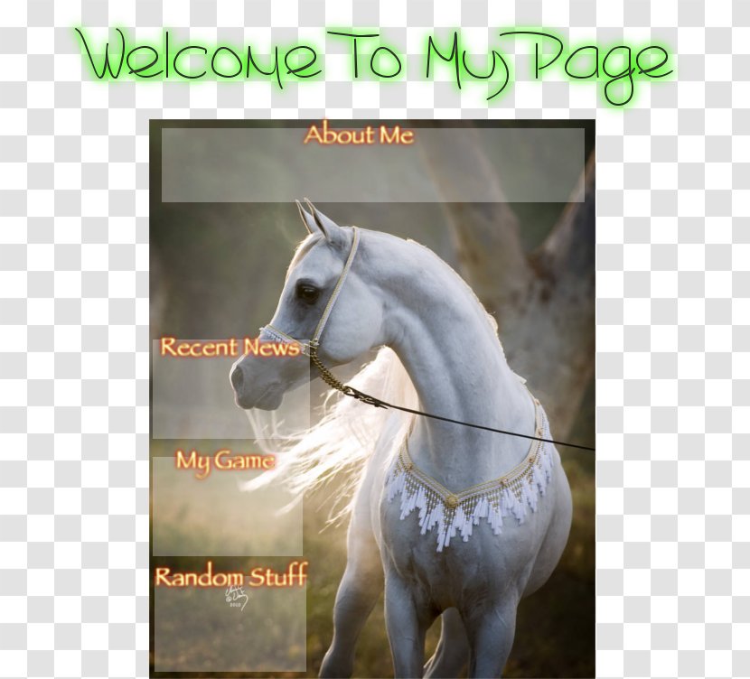 Stallion Arabian Horse Mustang Mare White Transparent PNG
