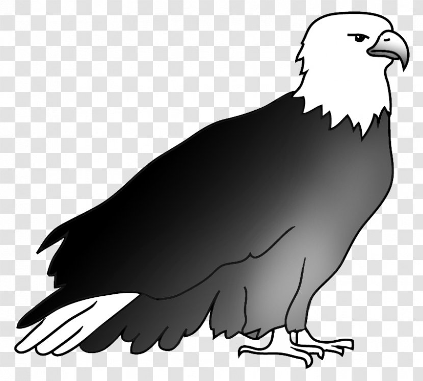 Bald Eagle Drawing Hawk Beak - Monochrome Photography Transparent PNG