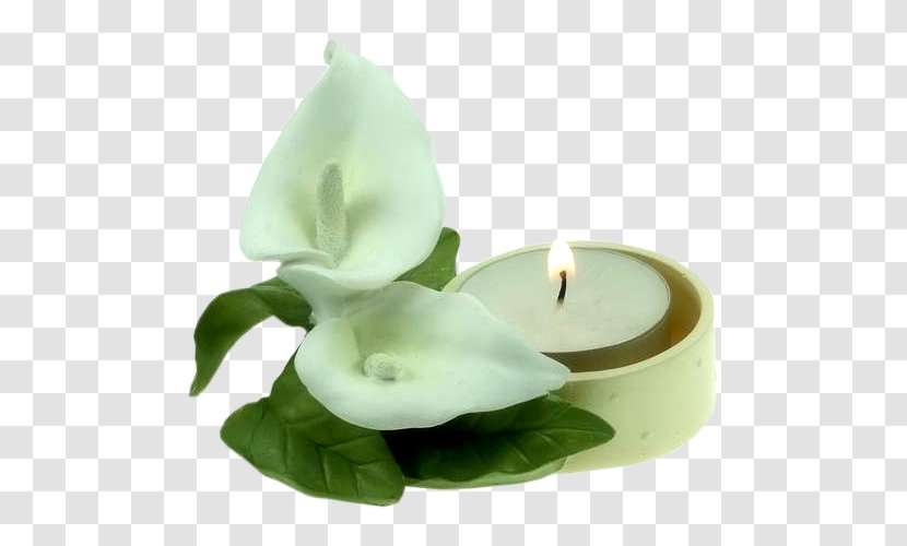 Candle Arum-lily Flower Clip Art - Arum Lilies - Calla Lily Transparent PNG