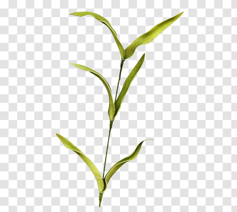 Leaf Plant Stem Branch Clip Art - Organism - Twigs Transparent PNG