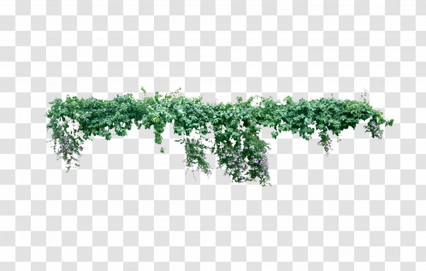Vine Plant Liana Tree - Green - Creeper Transparent PNG