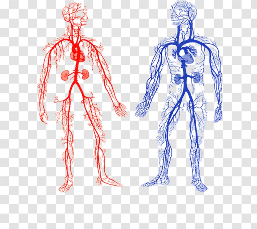 Arteries And Veins Artery Circulatory System Blood Vessel - Tree - Lining Body Transparent PNG