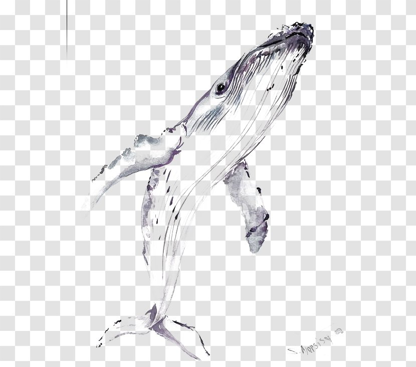 Balaenidae Beluga Whale Drawing Blue - Baleen Transparent PNG