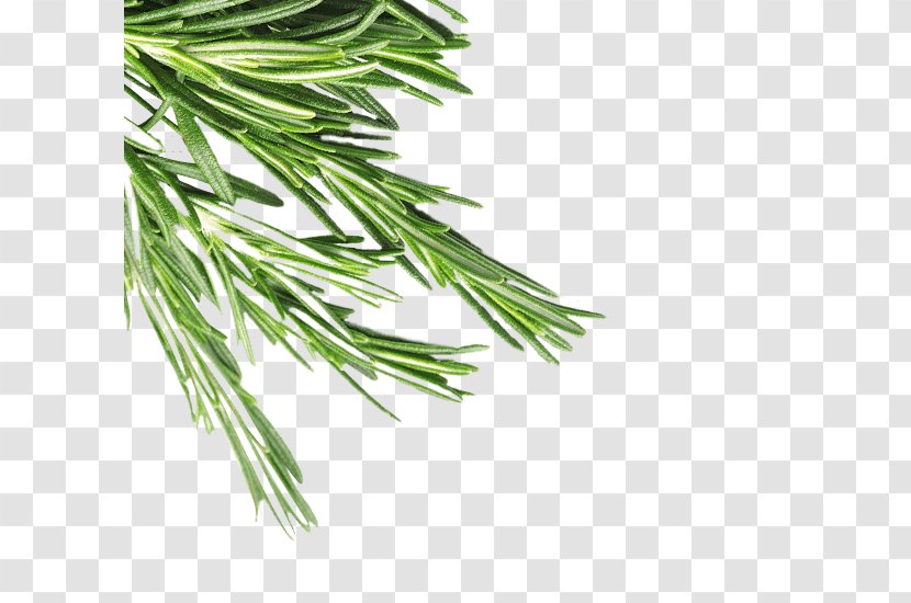 Herb Grasses Pine Plant Stem Family - Self-cleaning Oven Transparent PNG