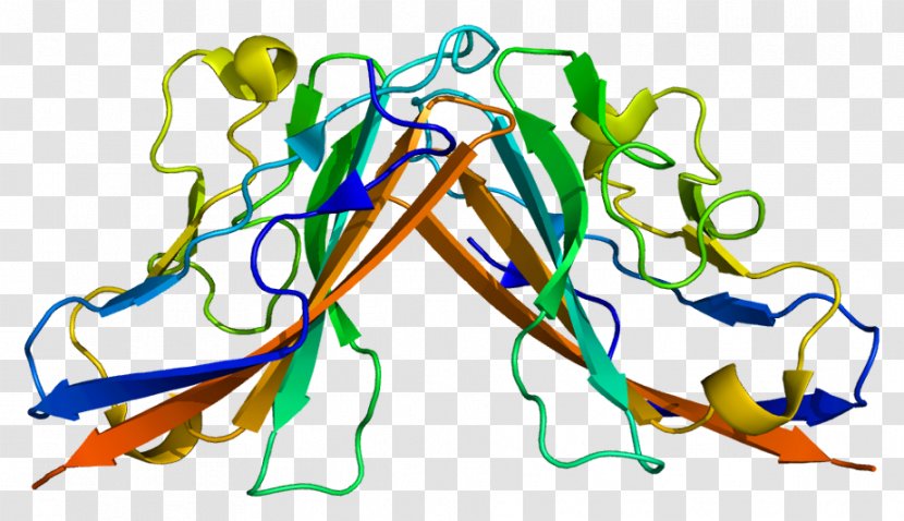 Coxsackie Virus And Adenovirus Receptor Adenoviridae Coxsackievirus B - Planar Cell Bodies Transparent PNG