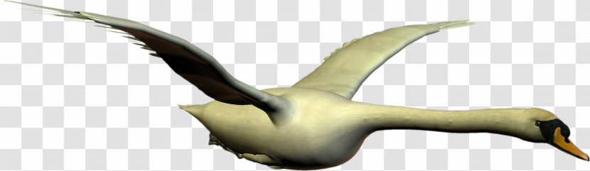 Cygnini Water Bird Goose Duck - Beak - Swan Transparent PNG