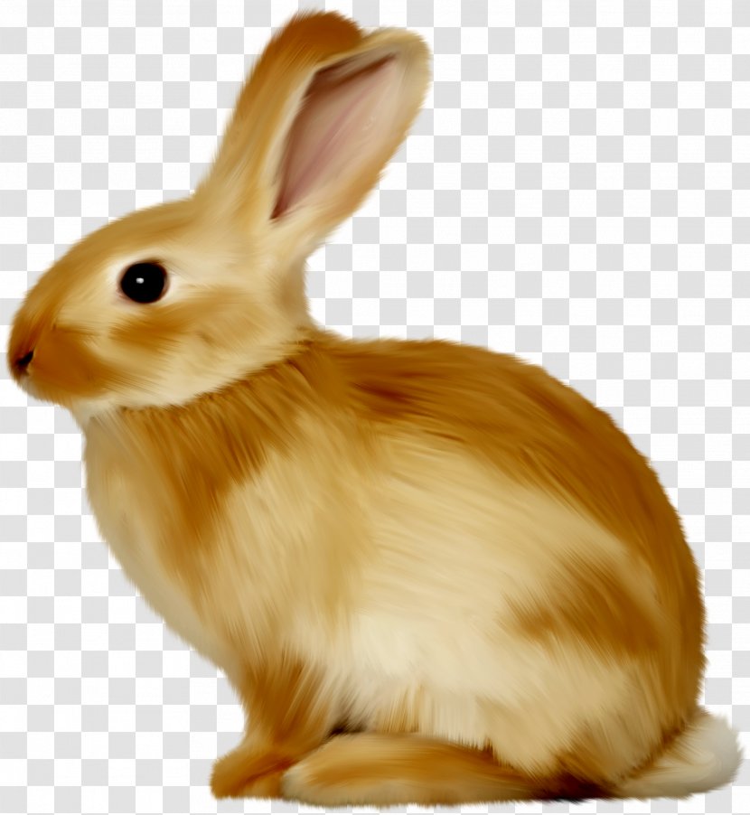 Easter Bunny Hare Rabbit Clip Art - Animal - Animals Transparent PNG